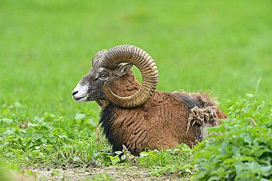 Epic Games就苹果App商城反垄断案提出上诉